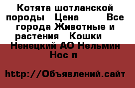 Котята шотланской породы › Цена ­ 40 - Все города Животные и растения » Кошки   . Ненецкий АО,Нельмин Нос п.